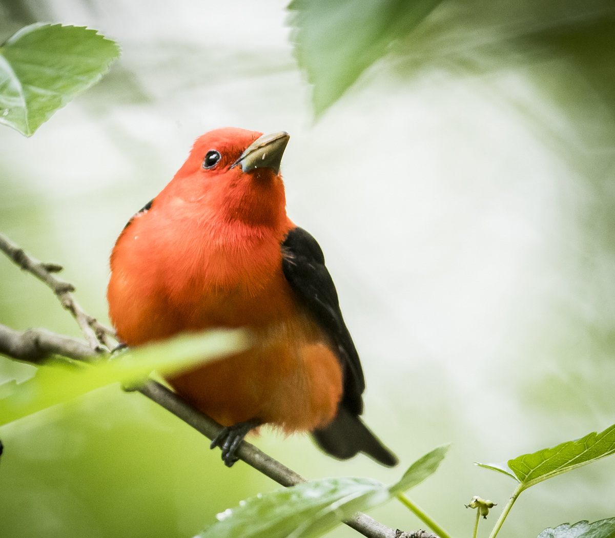Scarlet tanager male in leaves