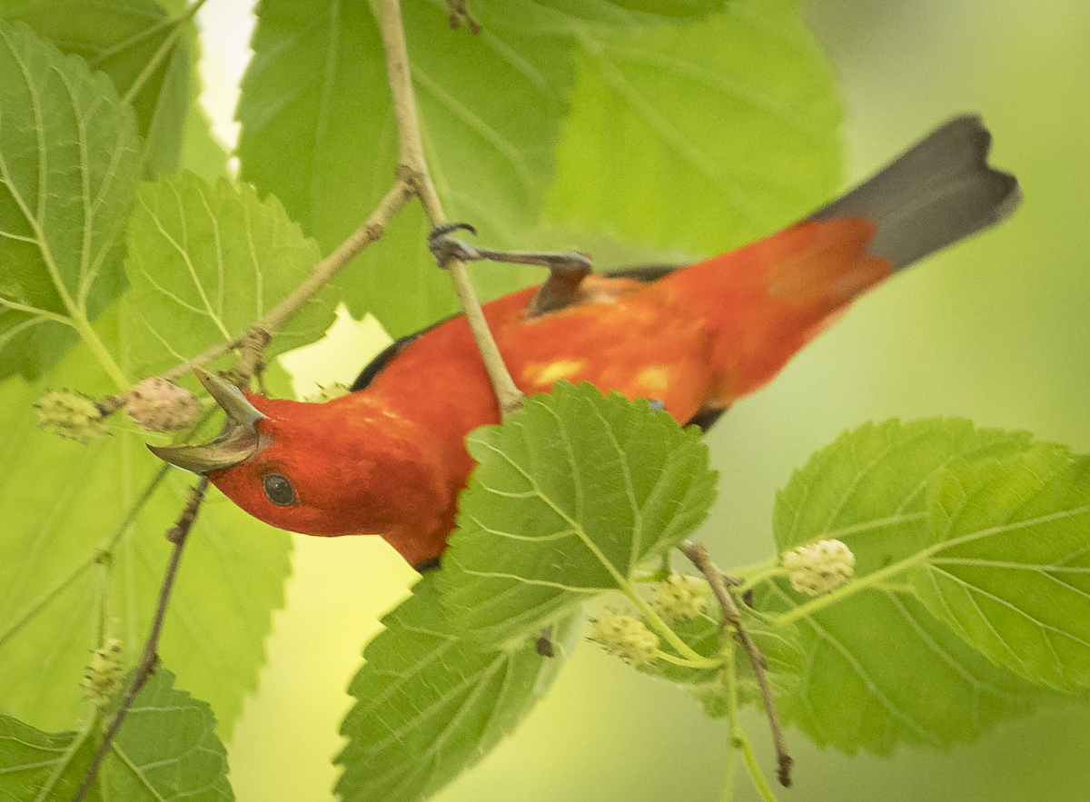 Scarlet tanager reaching for berry
