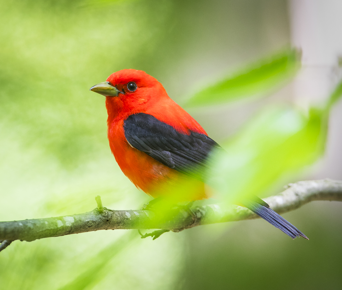 side view male scarlet tanager