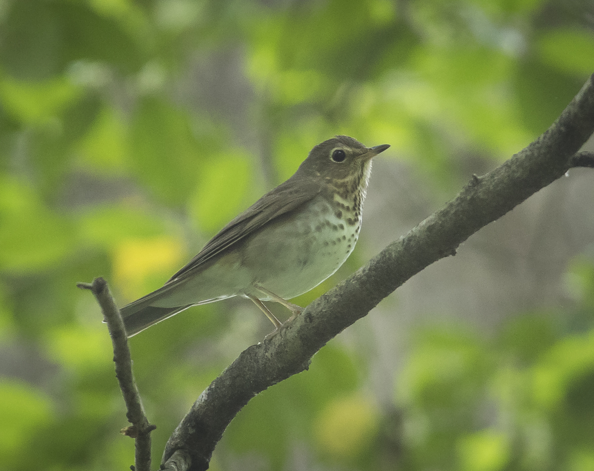 Swainson's thrush