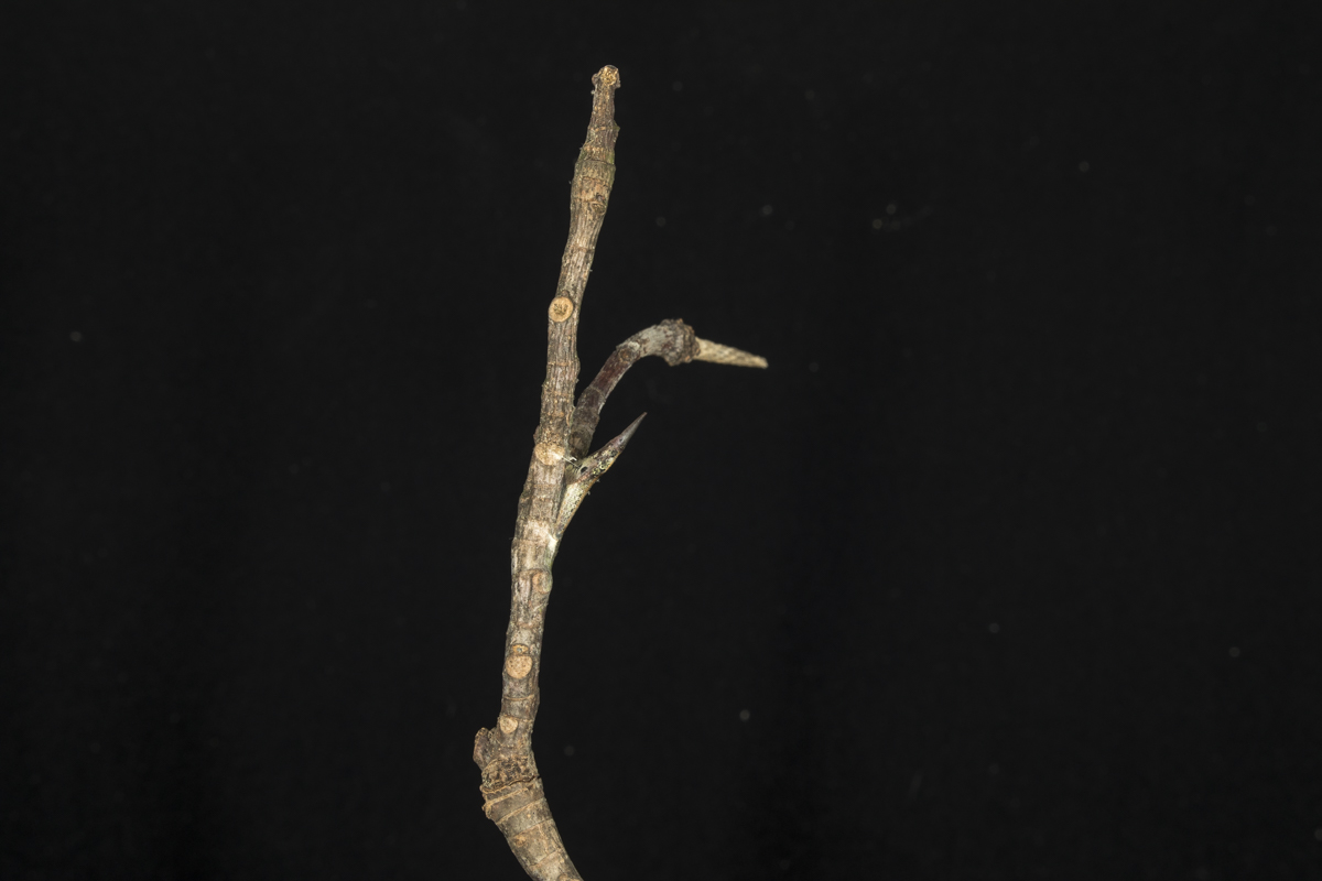 twig with chrysalis