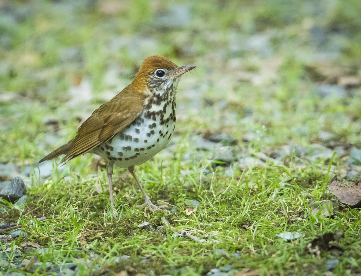 Wood thrush