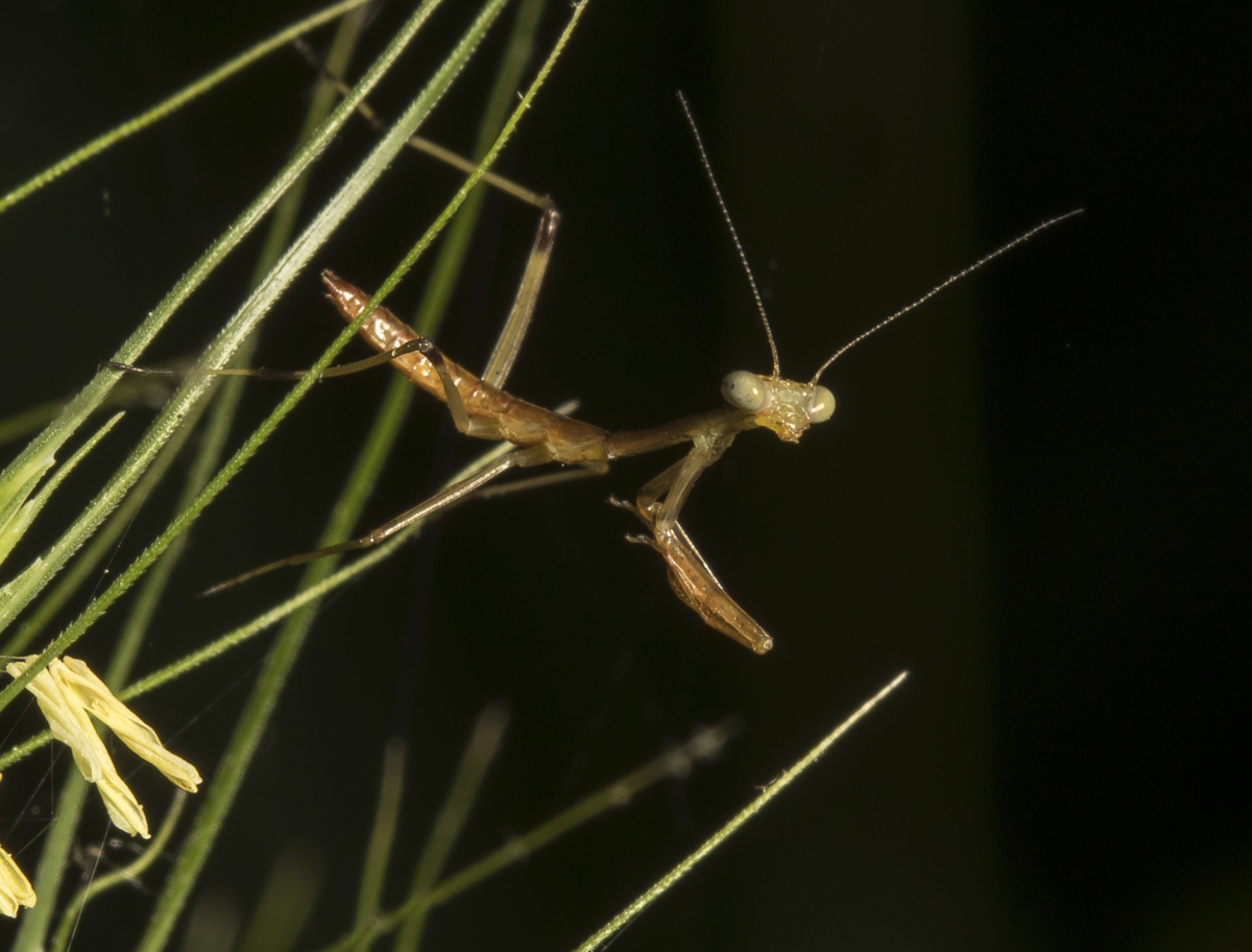 Baby mantis