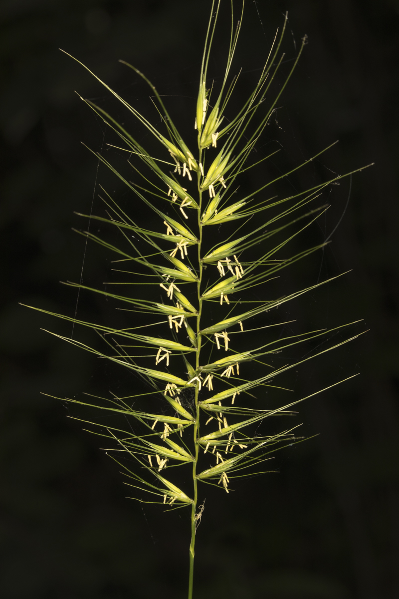 bottlebrush grass flowering