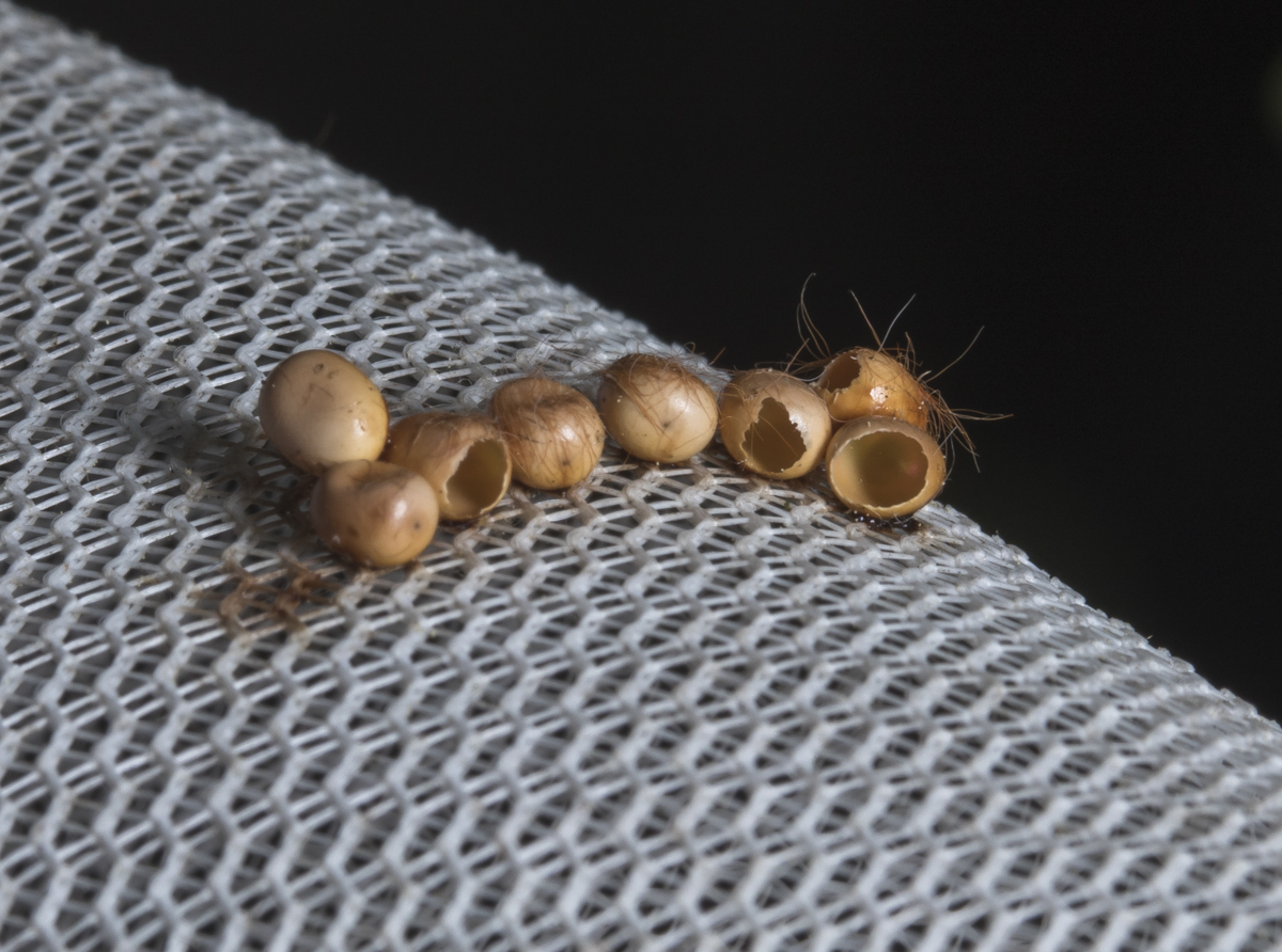 cecropia moth eggs hatched