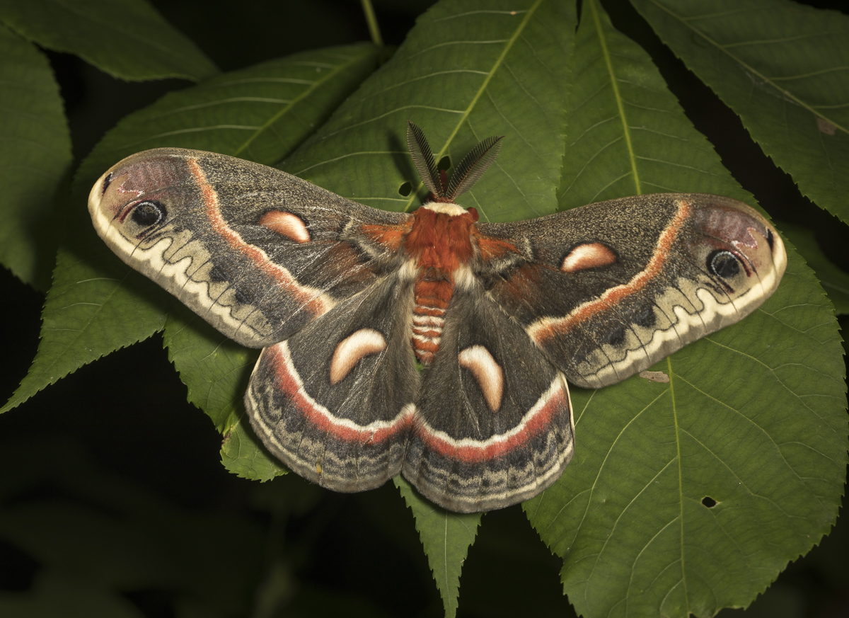 cecropia moth on leaves