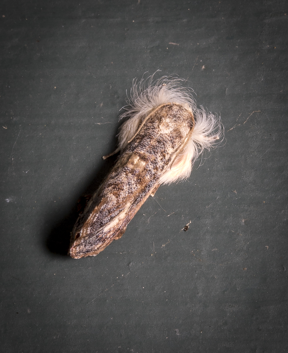 Frilly Grass Tubeworm, Acrolophus mycetophagus