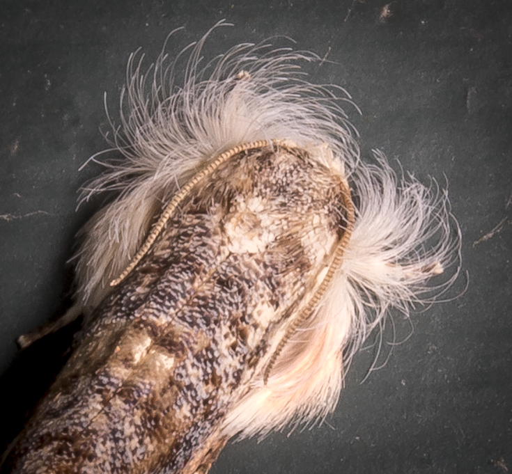 Frilly Grass Tubeworm head close up, Acrolophus mycetophagus