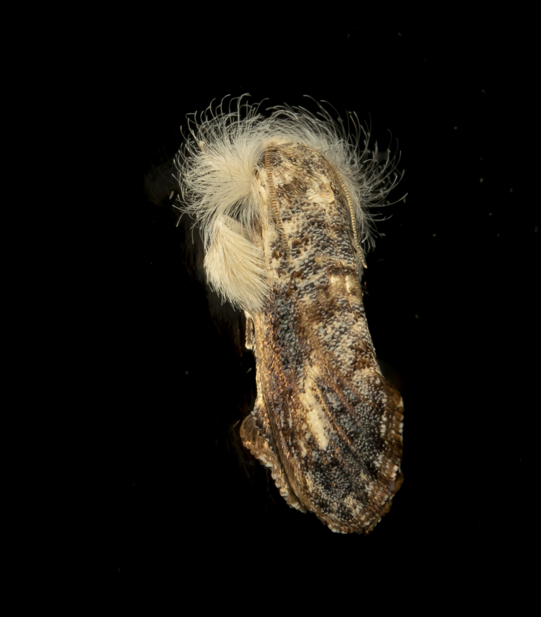 Frilly Grass Tubeworm on glass Acrolophus mycetophagus