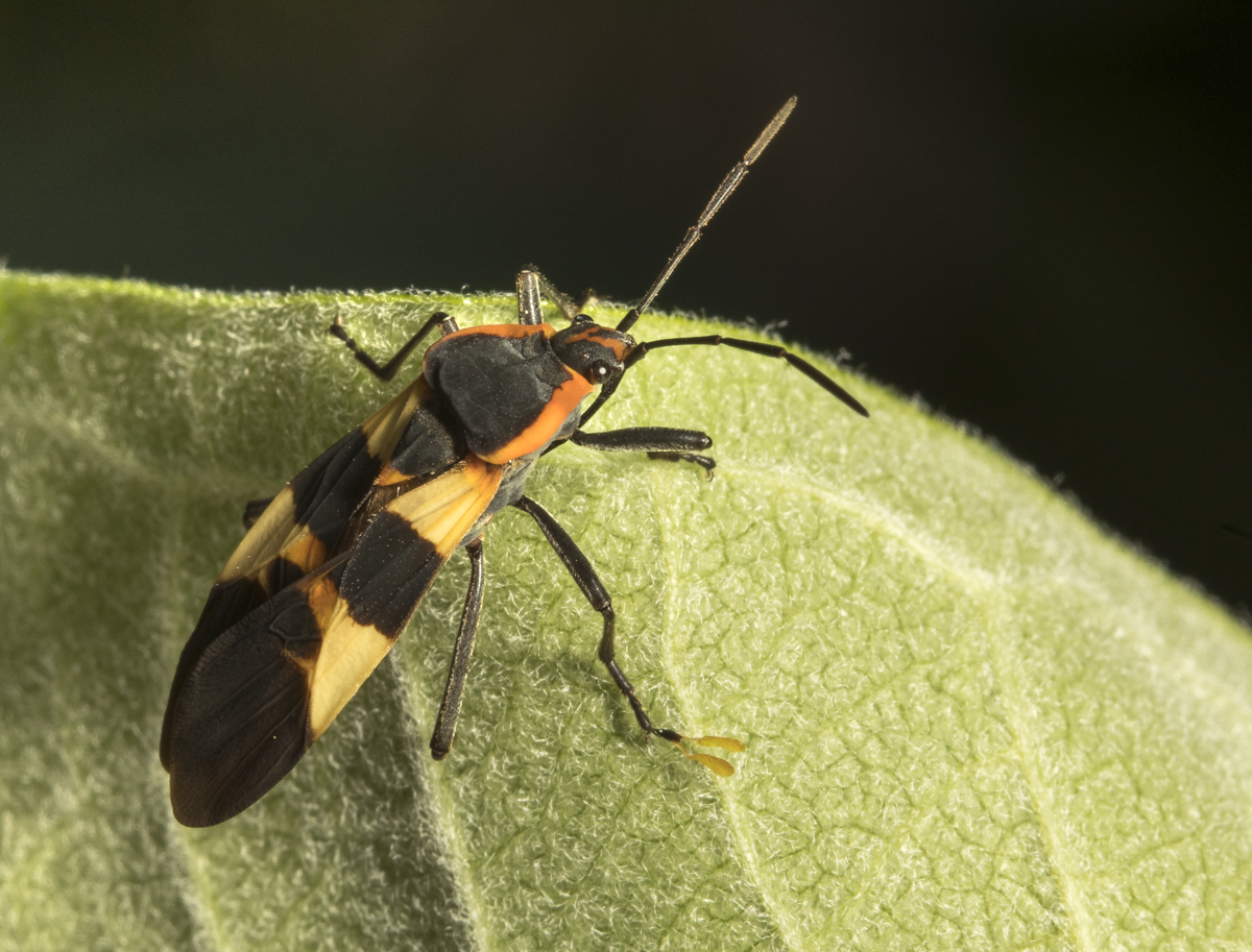 Large milkweed bug