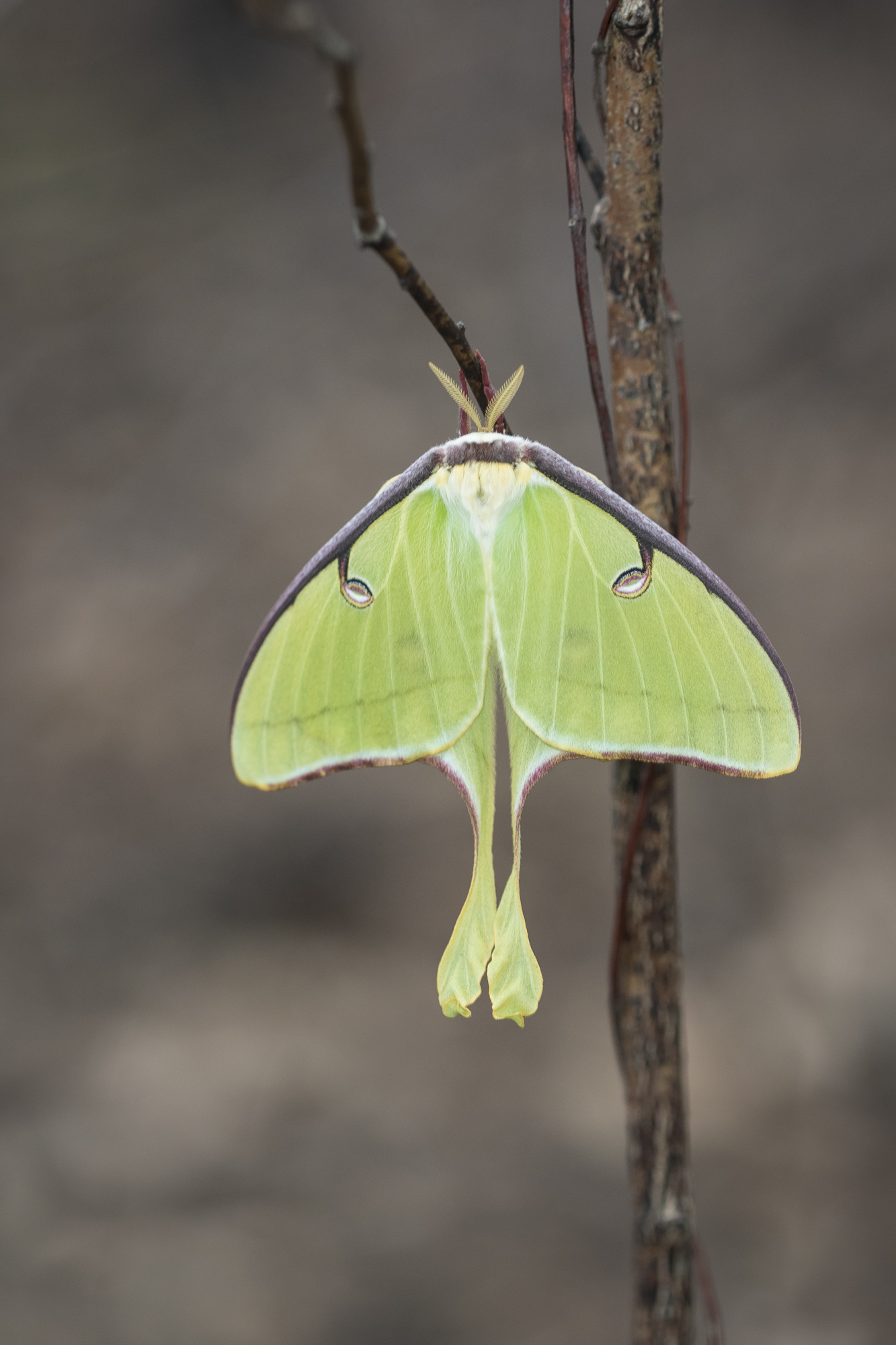 Luna mothfreshly emerged