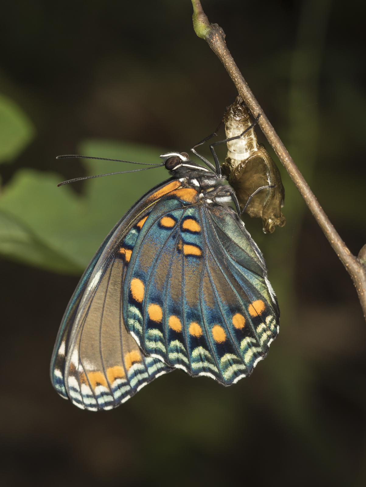 Red-spotted purple butterfly freshly emerged