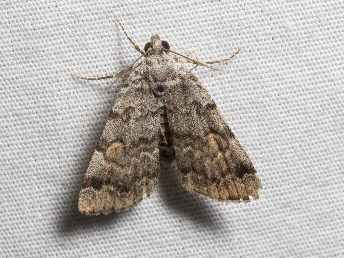 American Idia Moth, Idia americalis
