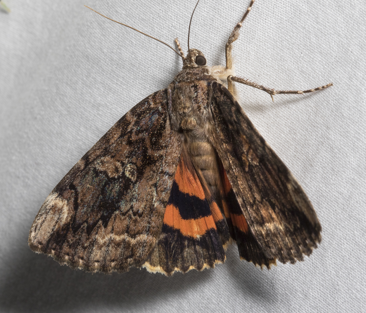 Betrothed Underwing, Catocala innubrens