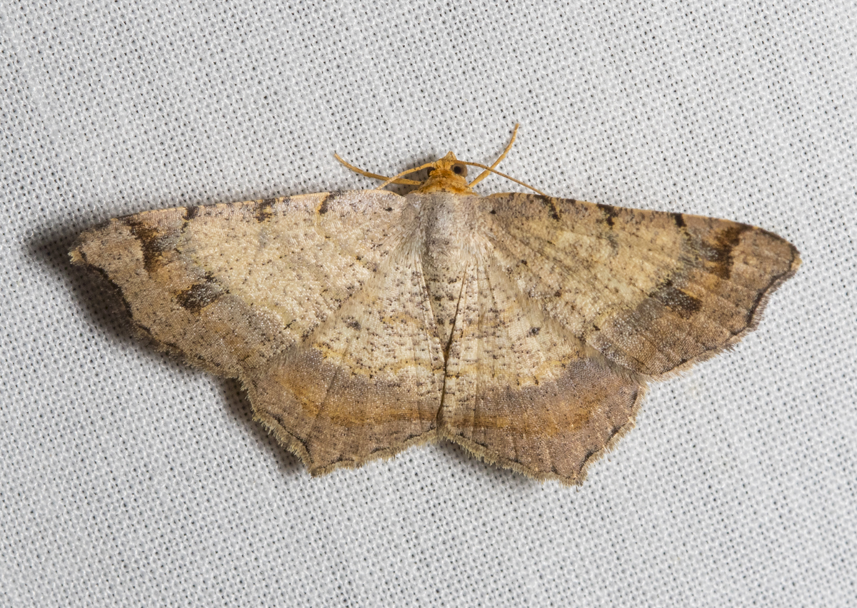 Bicolored Angle, Macaria bicolorata?