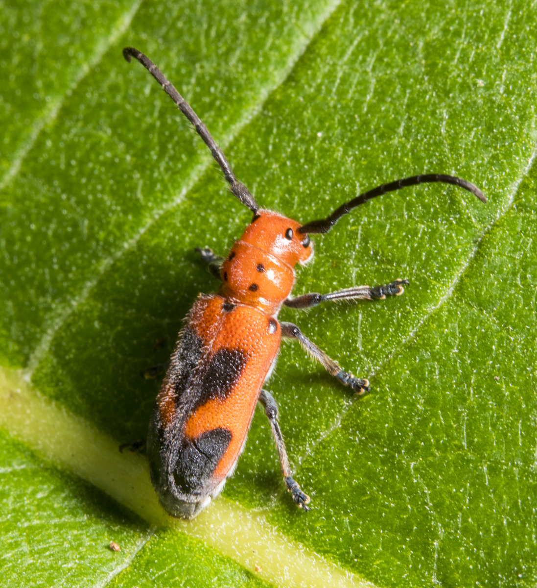 Blackened milkweed beetle showing pattern on dorsal surface?