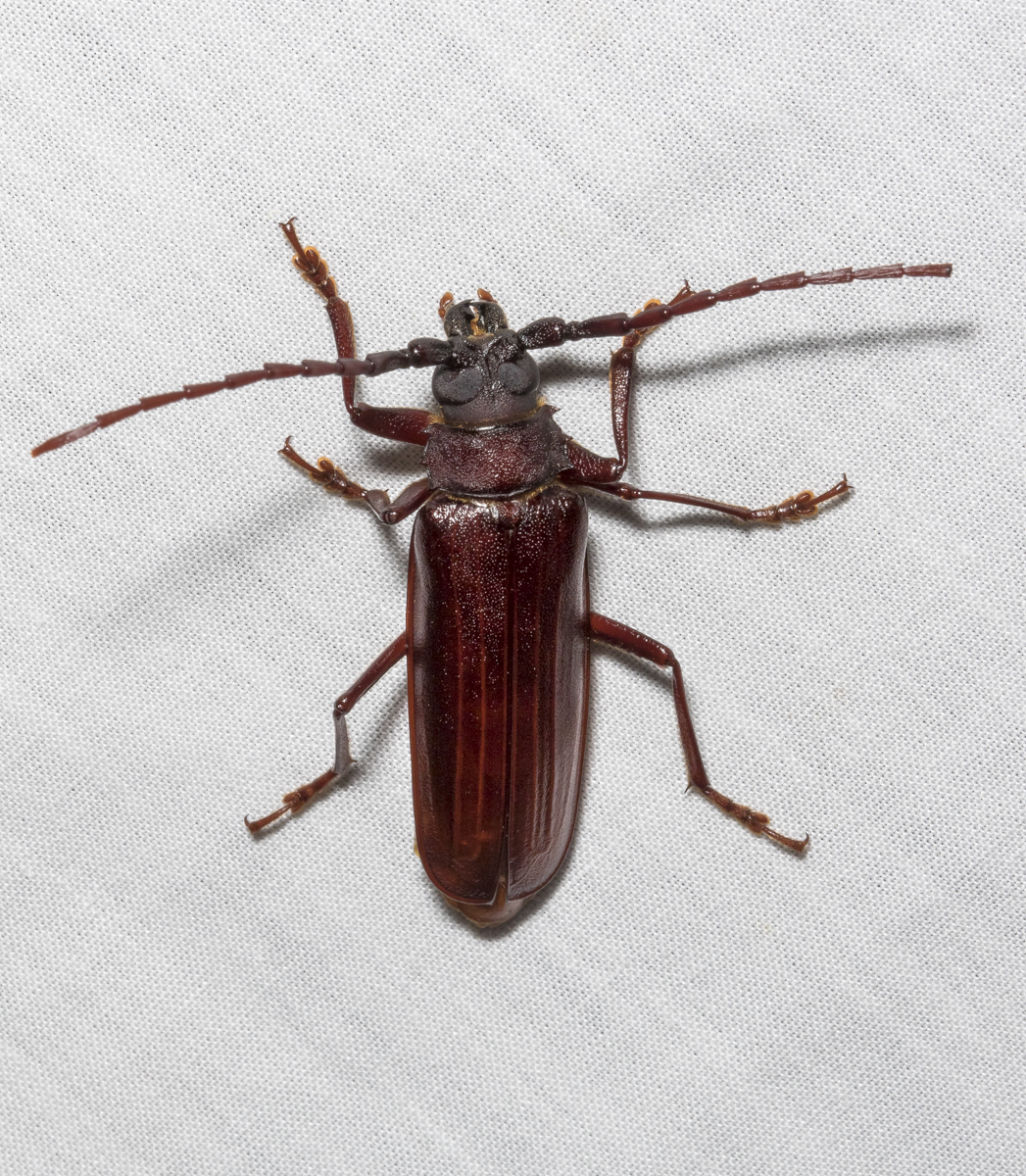 Brown Prionid Beetle, Orthosoma brunneum