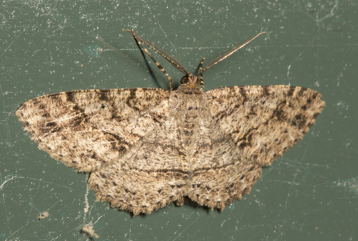 Canadian  Melanolophia Moth, Melanolophia canadaria