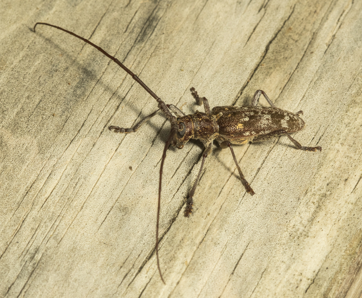 Carolina Pine sawyer, Monochamus carolinensis