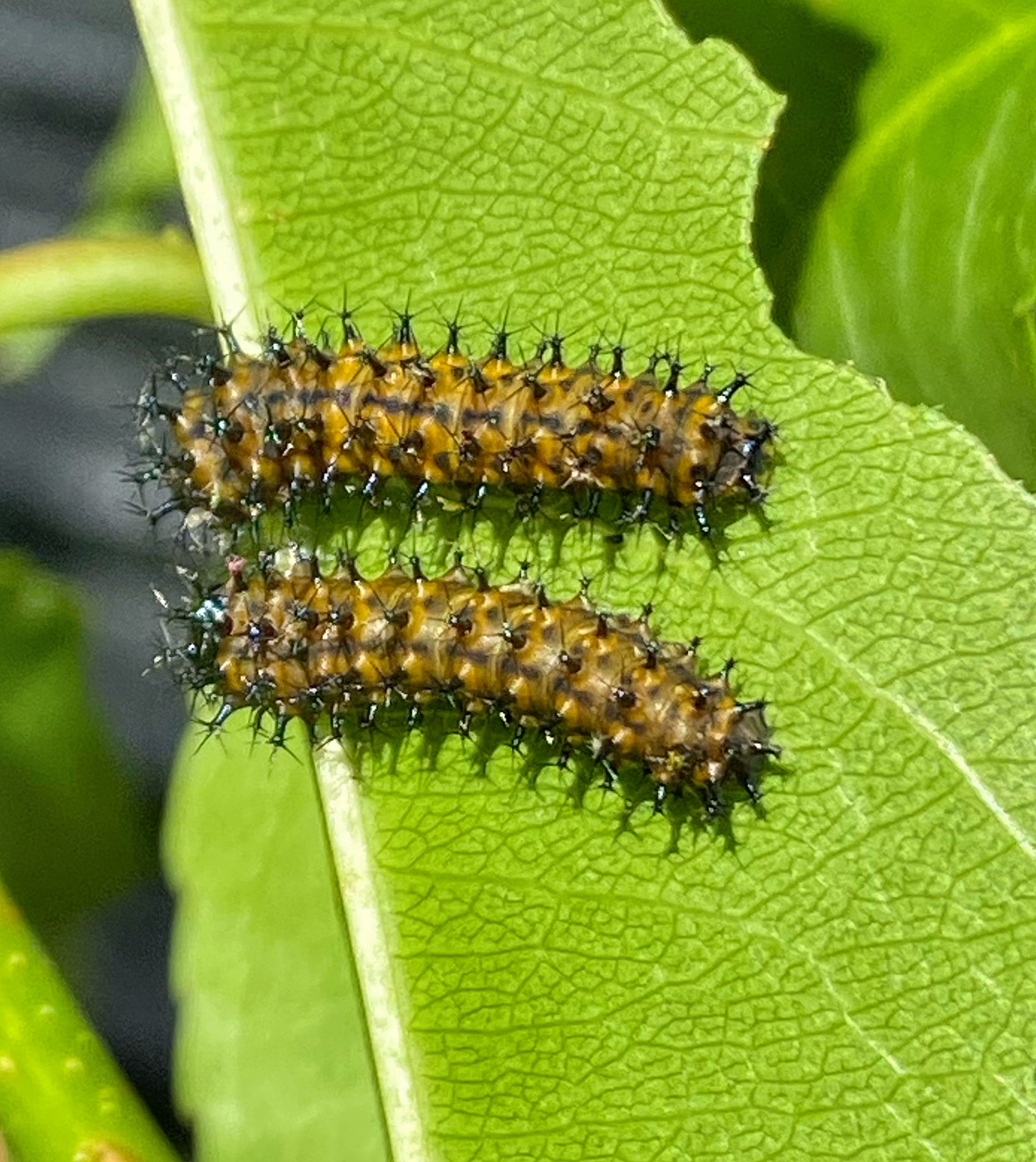 Cecropia larvae second instar