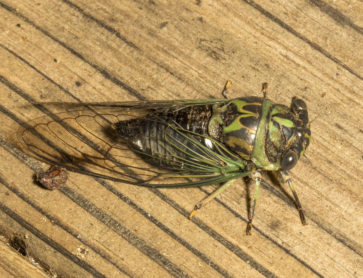 Cicada, Neotibicen sp