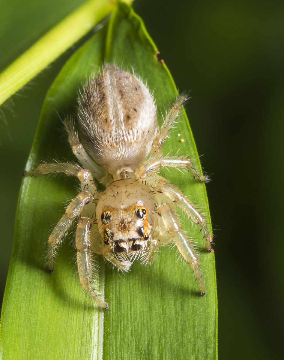 Colonus (puerperus)? jumping spider
