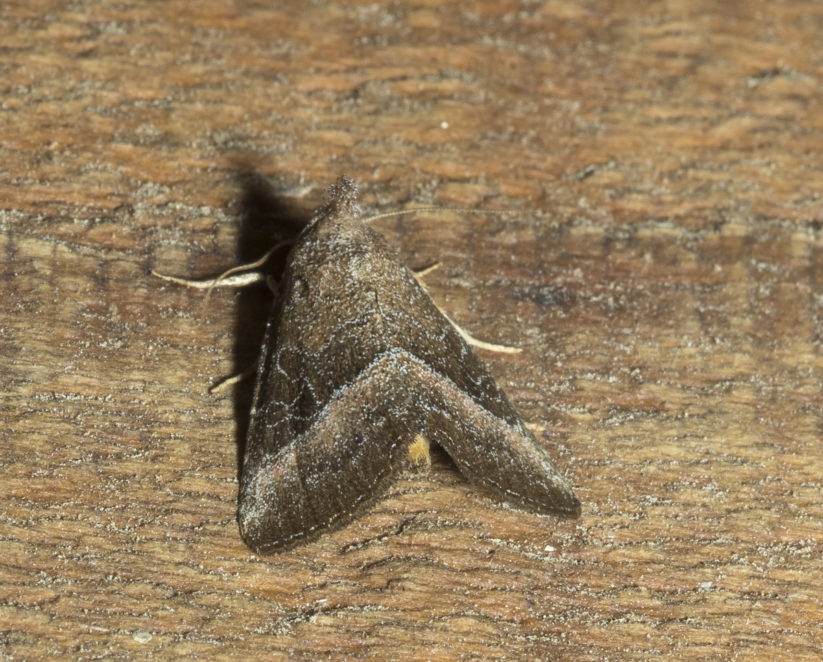 Common Pinkband, Ogdoconta cinereola