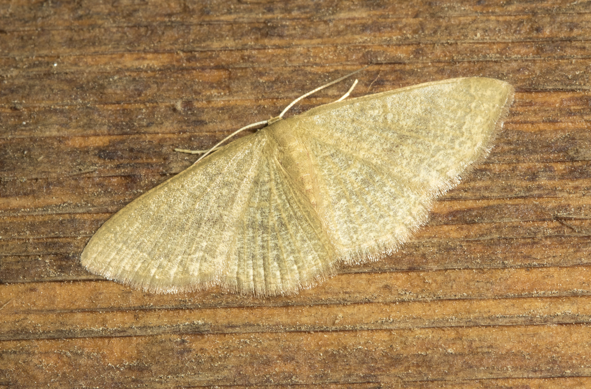 Common Tan Wave, Pleuroprucha insulsaria