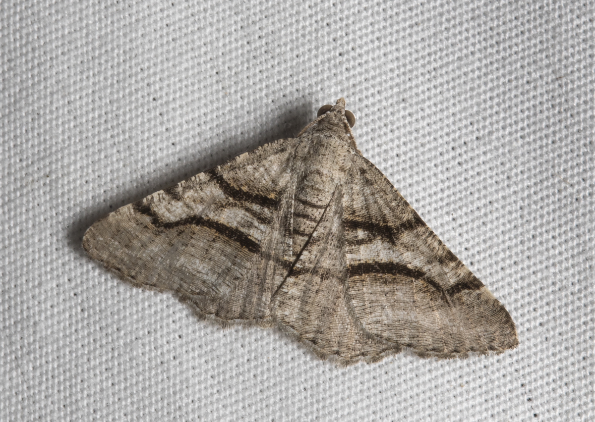 Curved-line Angle, Digrammia continuata