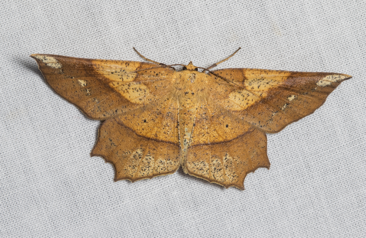 Deep Yellow Euchlaena Moth, Euchlaena amoenaria
