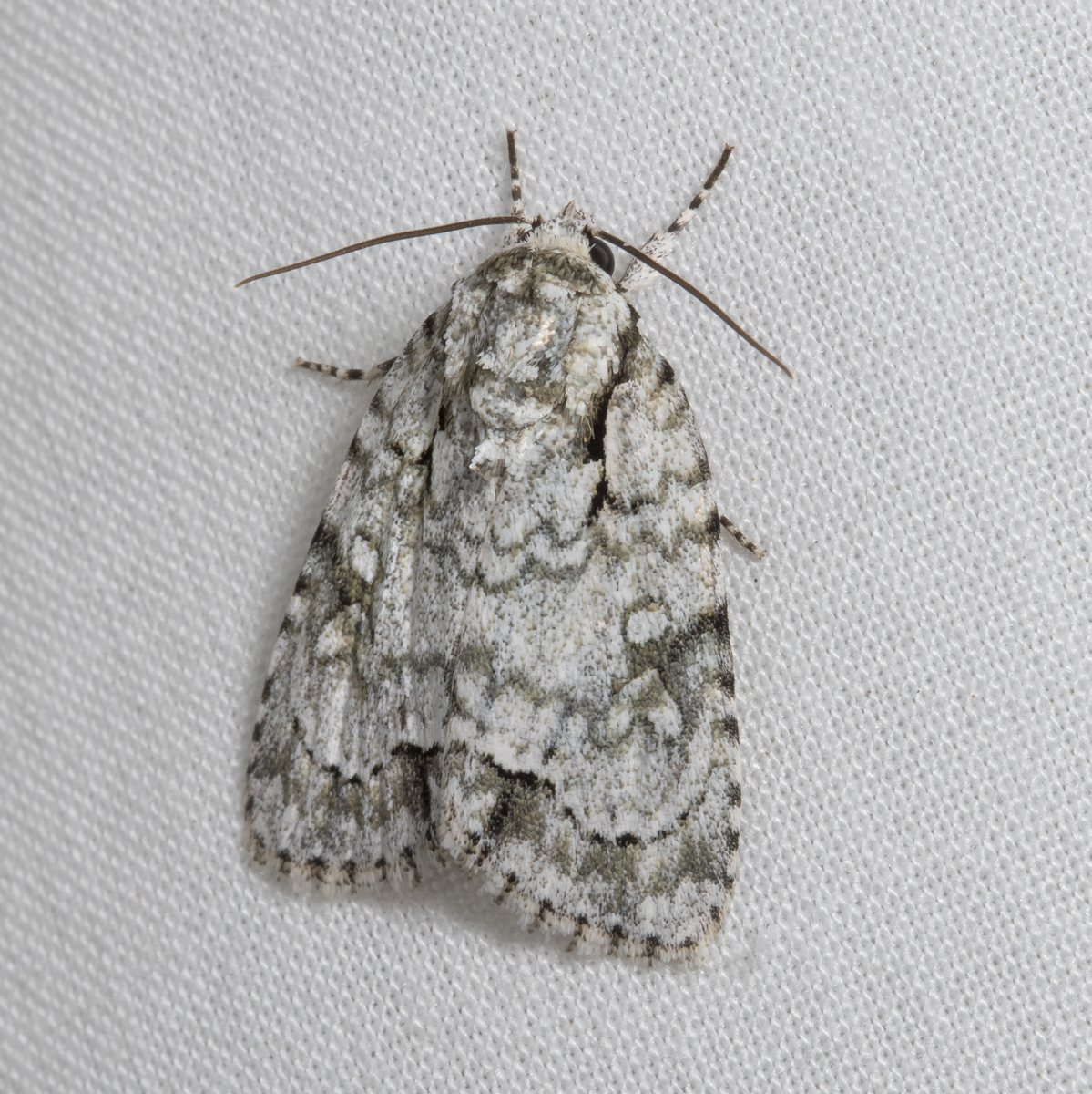 Delightfful Dagger, Acronicta vinnula