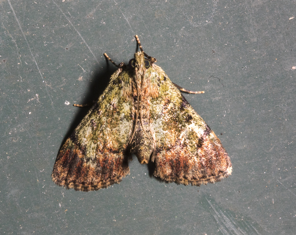Dimorphic Macalla Moth, Epipaschia superatalis