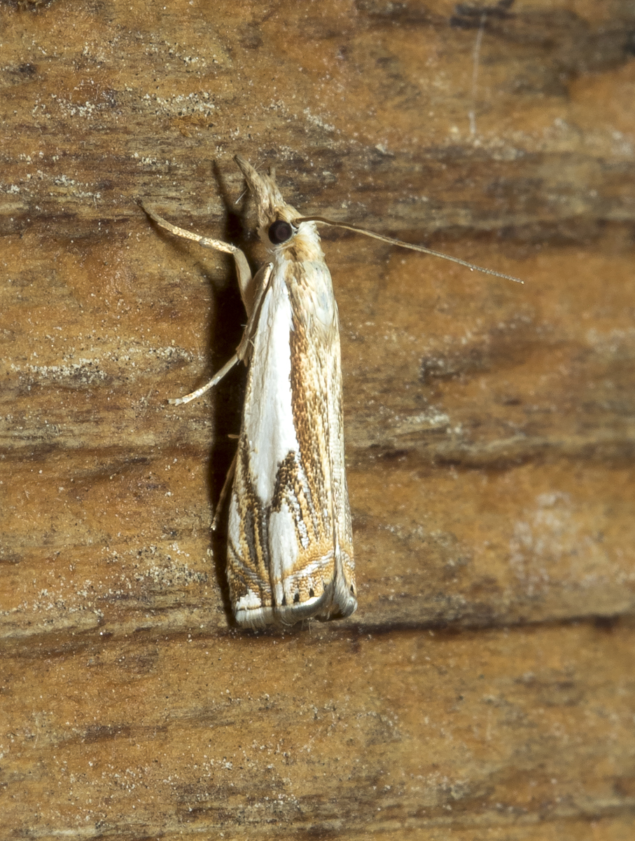 Double-banded Grass-veneer, Crambus agitatellus