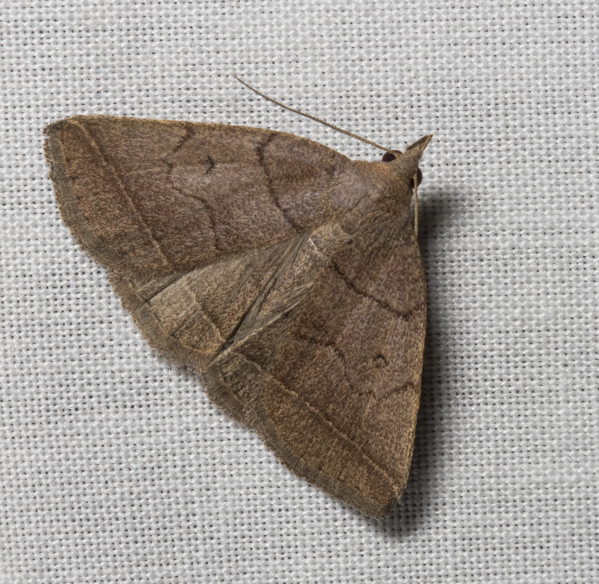 Early Fan-foot, Zanclognatha cruralis