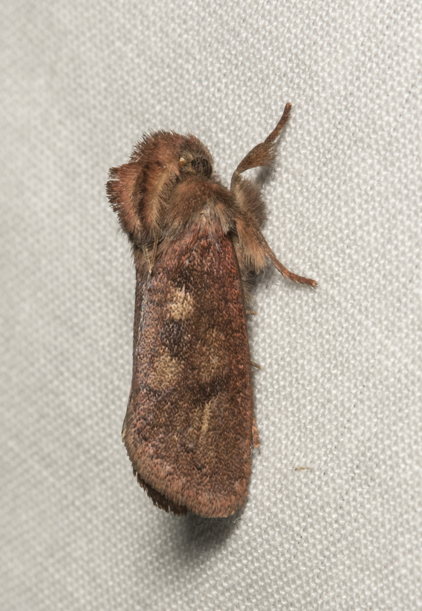 Eastern Grass Tubeworm, Acrolophus plumifrontella