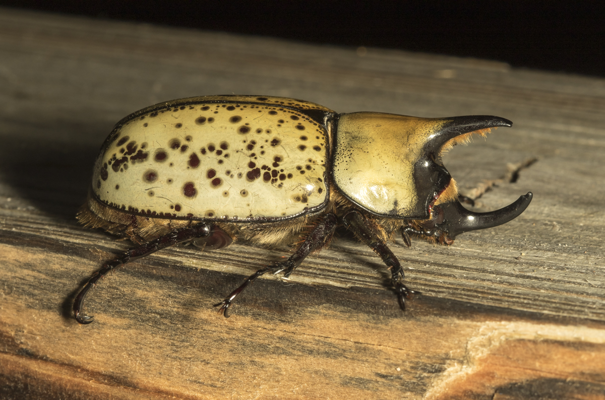 Eastern Hercules Beetle