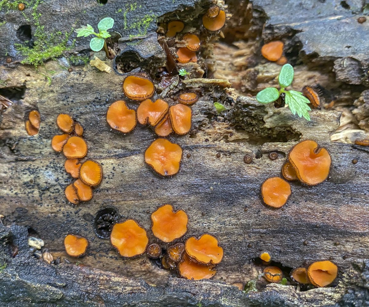 Eyelash Cup, Scutellinia scutellata