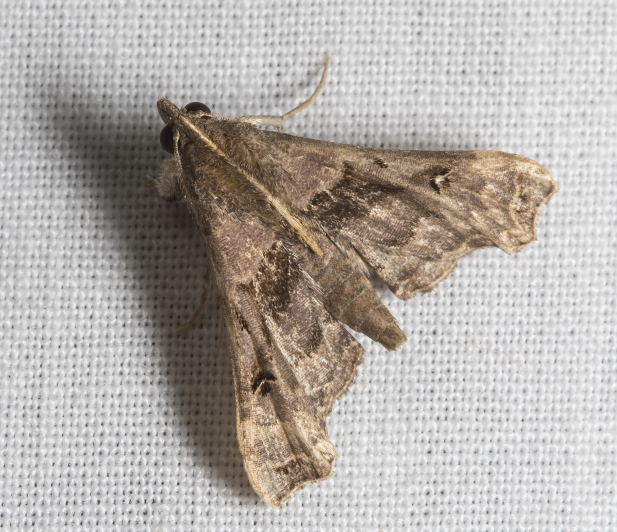 Faint-spotted Palthis Moth, Palthis asopialis