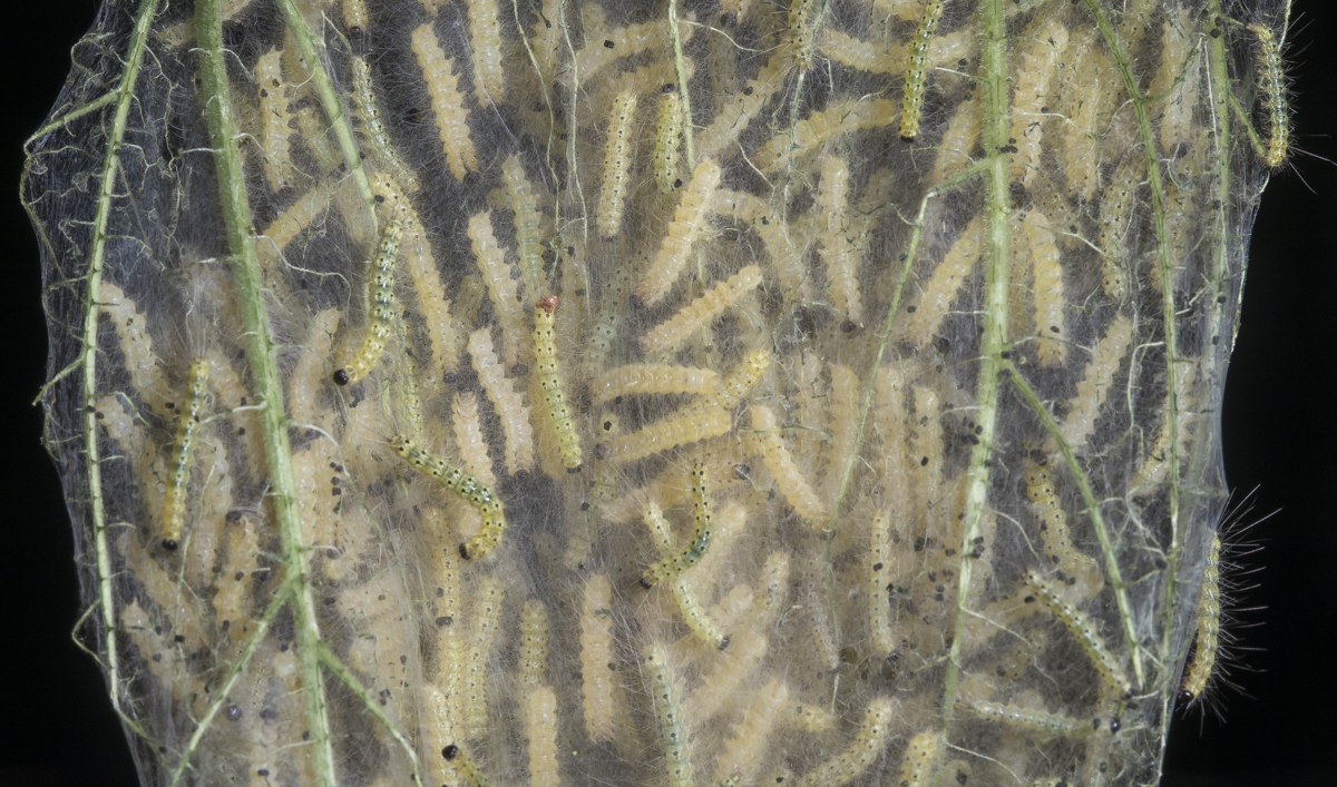 Fall webworm close up 1