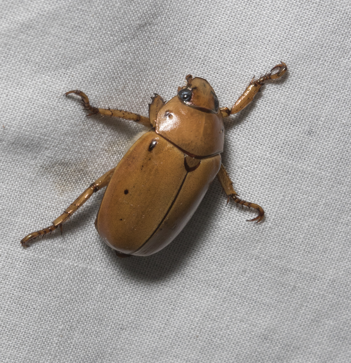 Grapevine Beetle, Pelidnota punctata