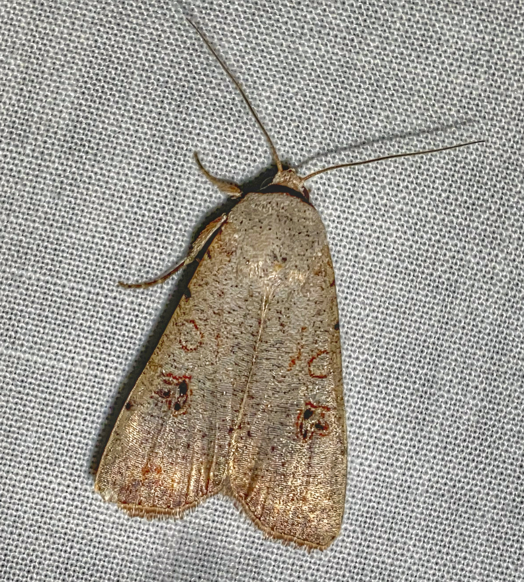 Green Cutworm Moth, Anicla infecta