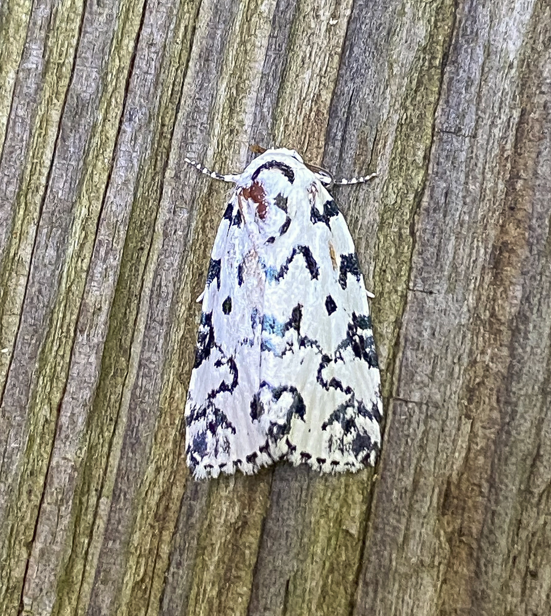 Hebrew Moth, Polygrammate hebraeicum