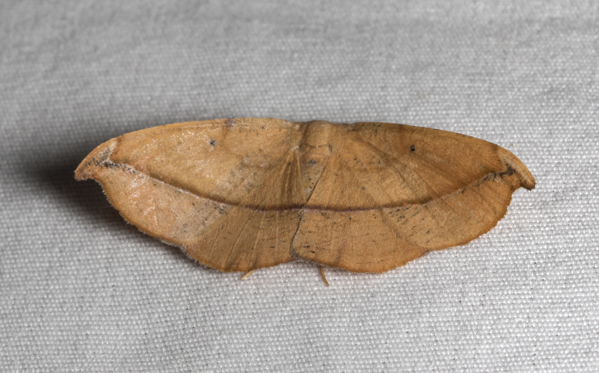 Juniper-twig Gemeter Moth, Patalene olyzonaria