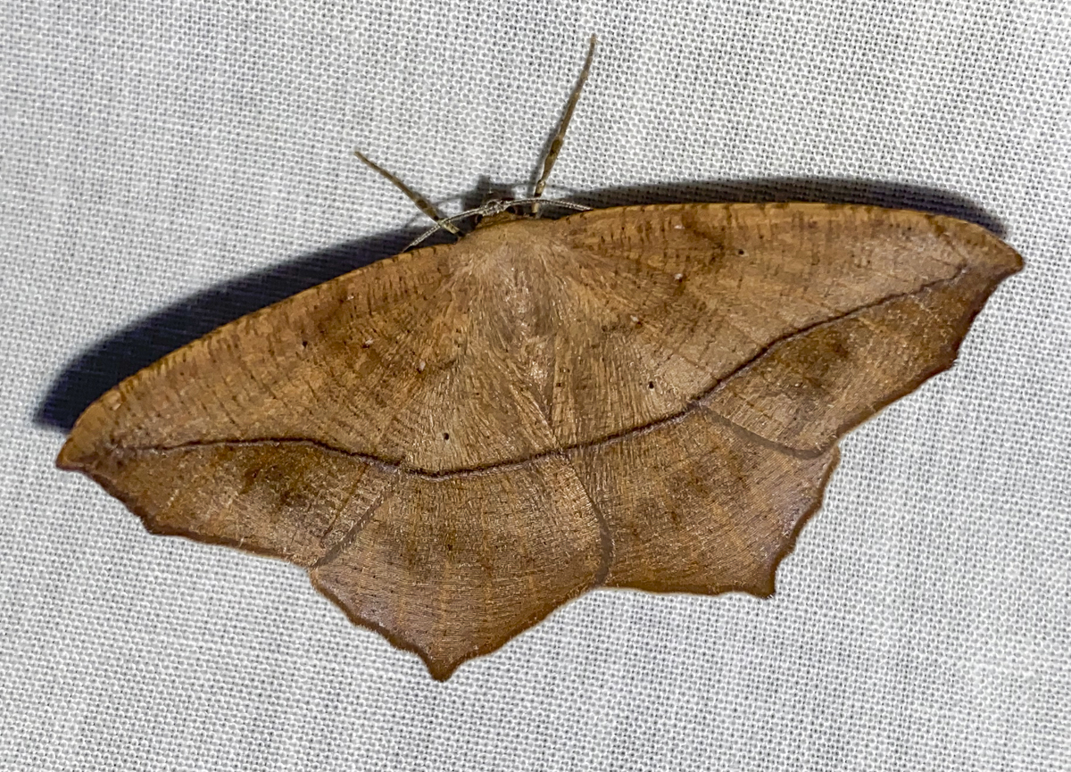 Large Maple Spanworm Moth, Prochoerodes lineola