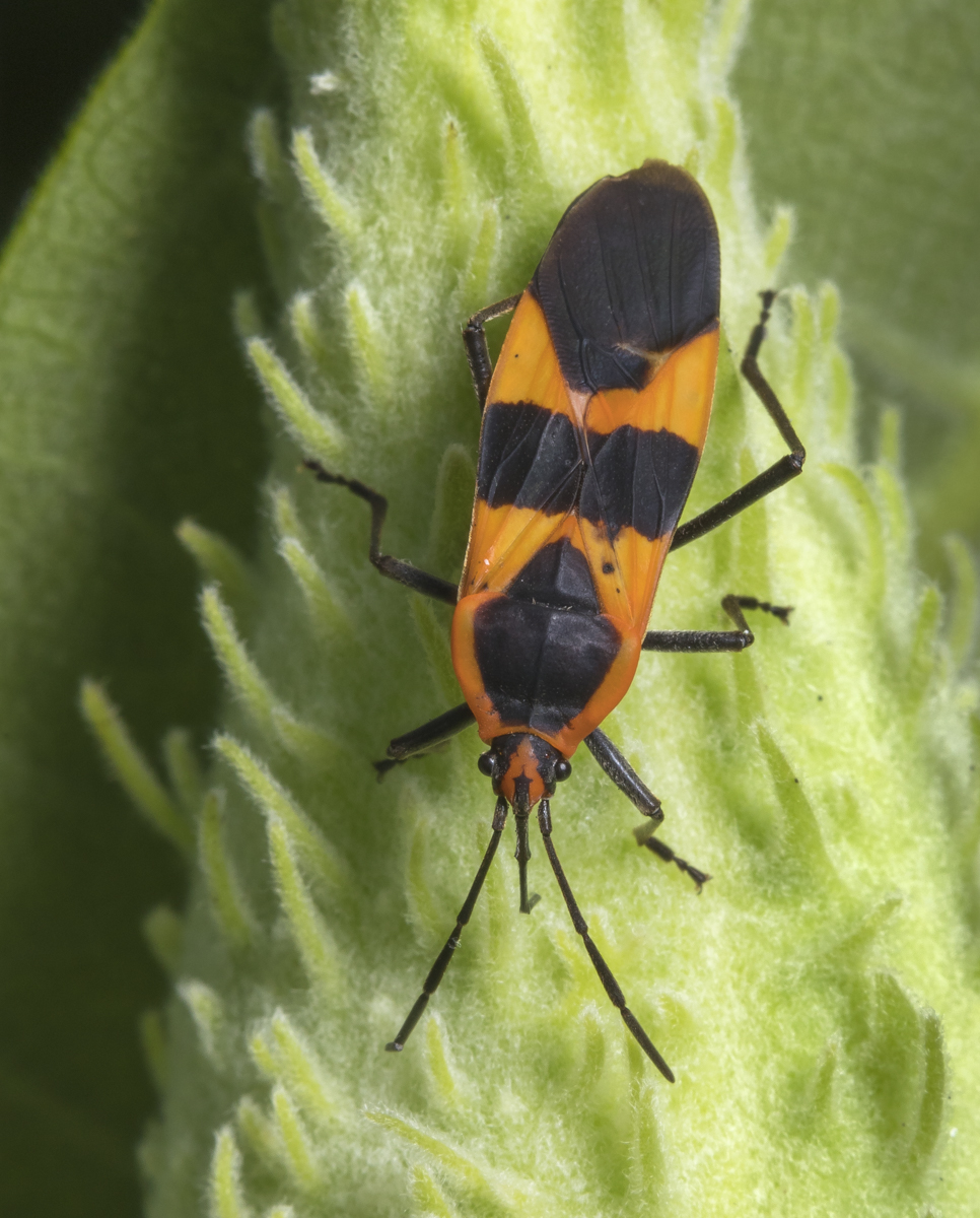 Large Milkweed Bug