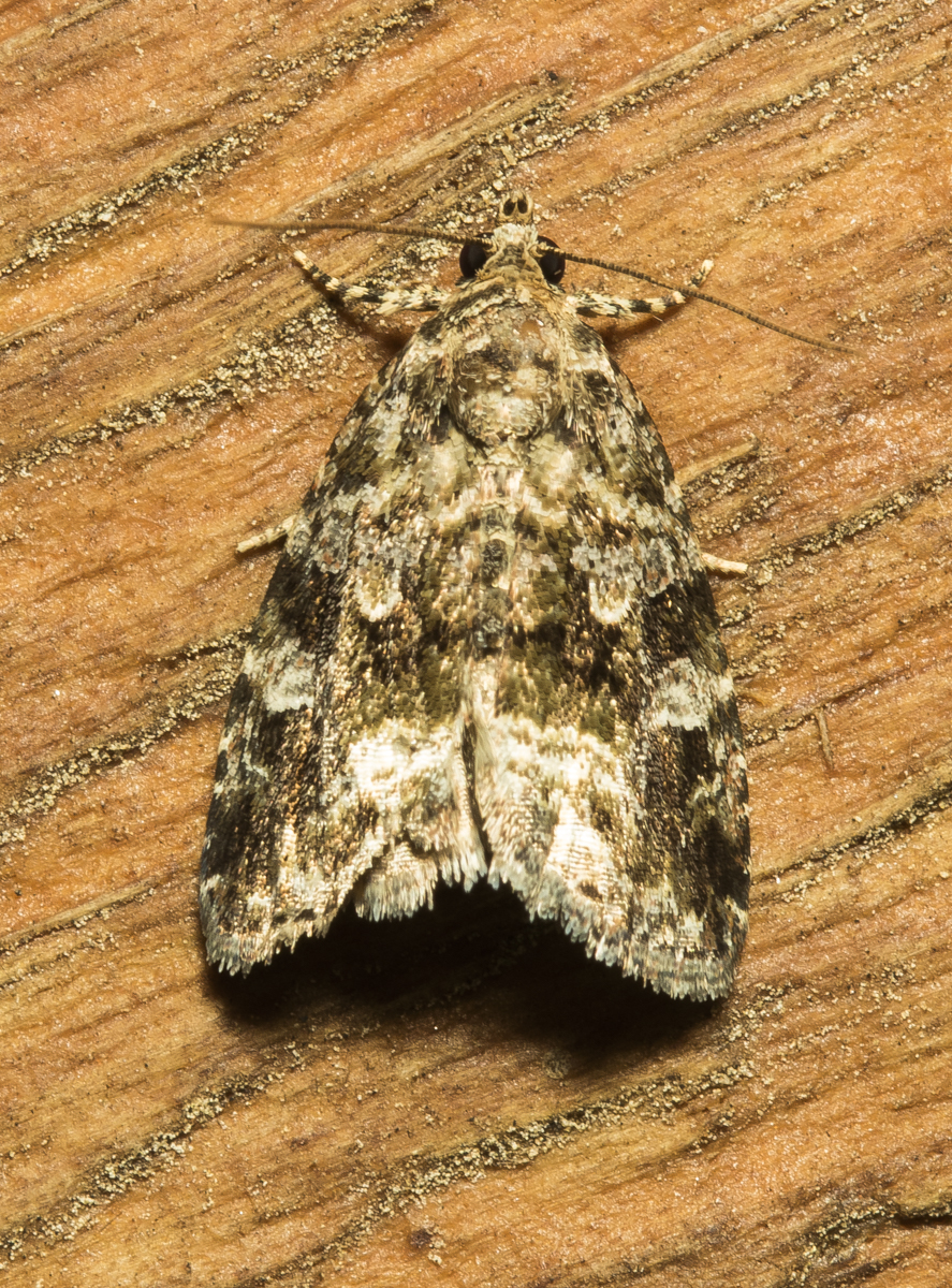 Large Mossy Glyph, Prododeltote muscosula