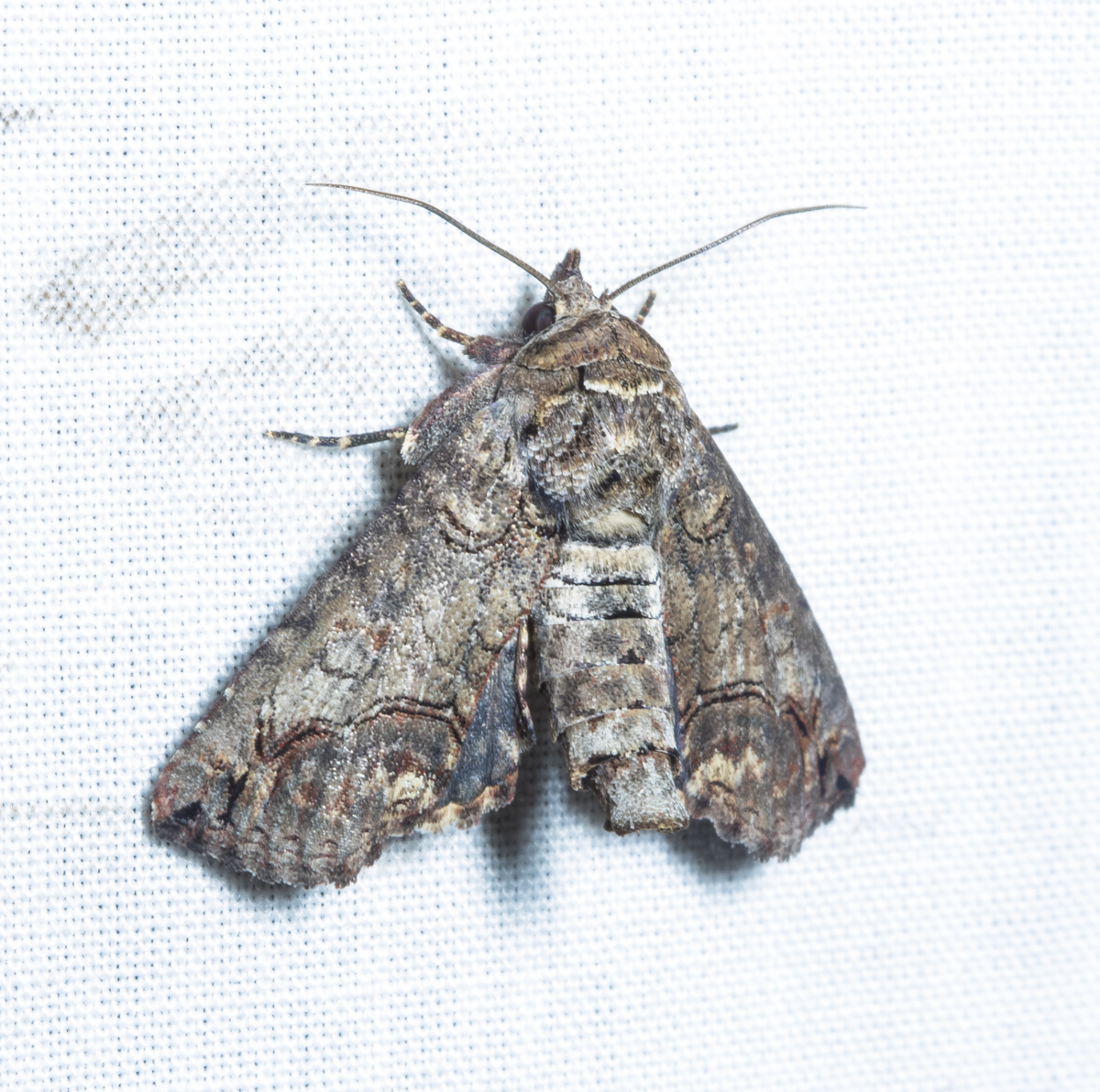 Large Paectes Moth, paectes abrostoloides