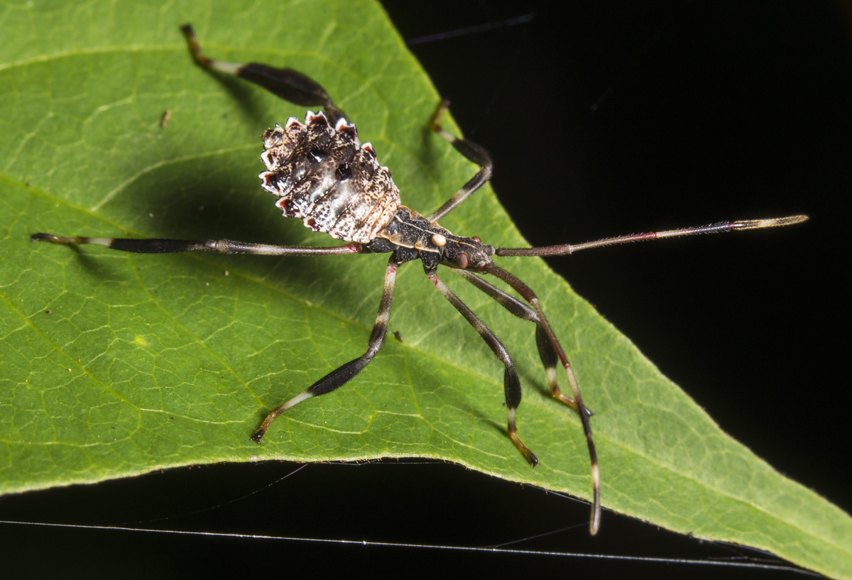 Leaf-footed bug nymph with parasitoid egg on it