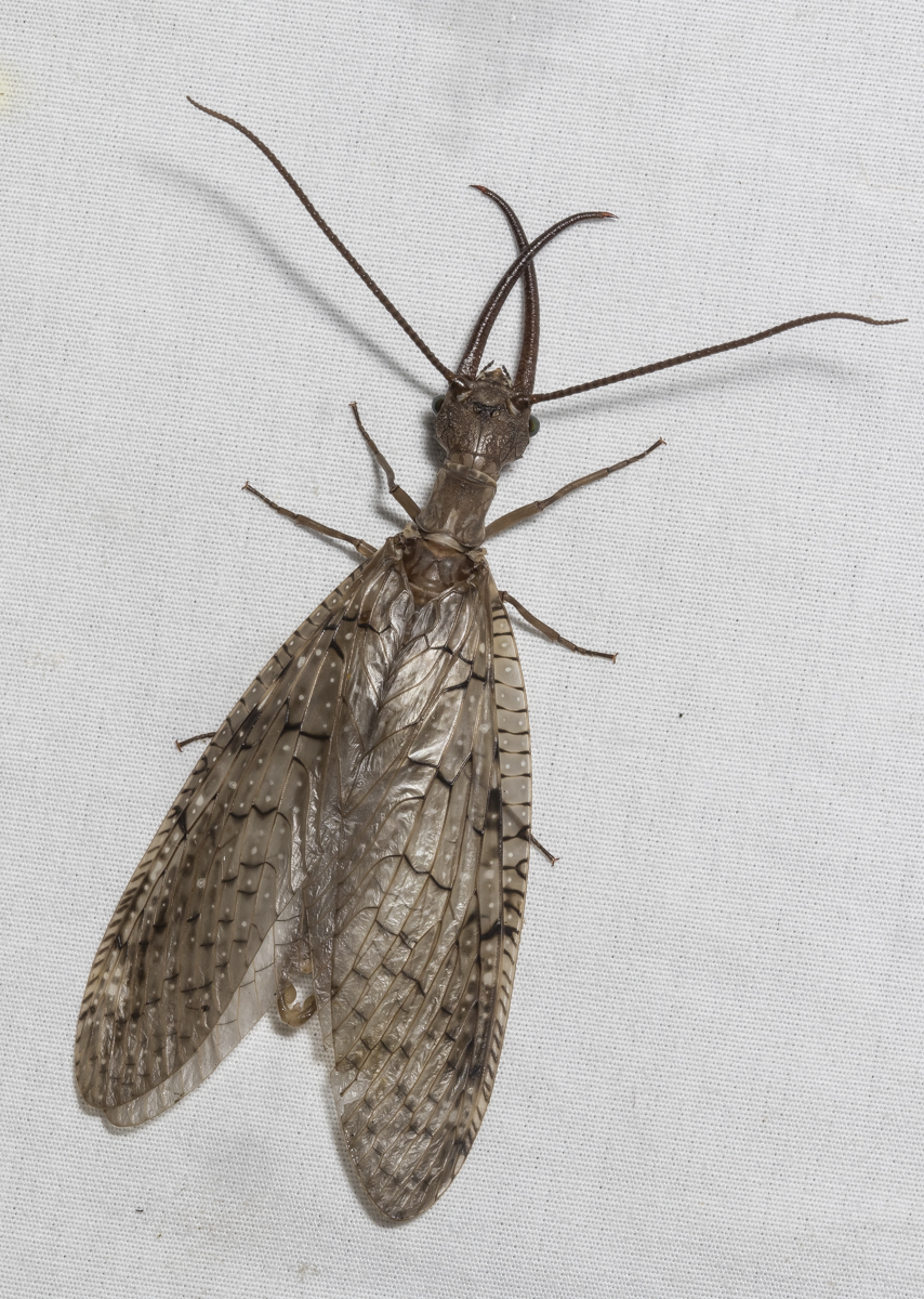Male dobsonfly