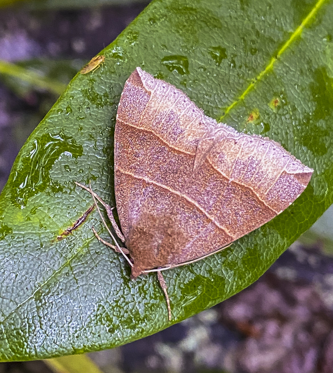 Maple looper, Parallelia bistriaris